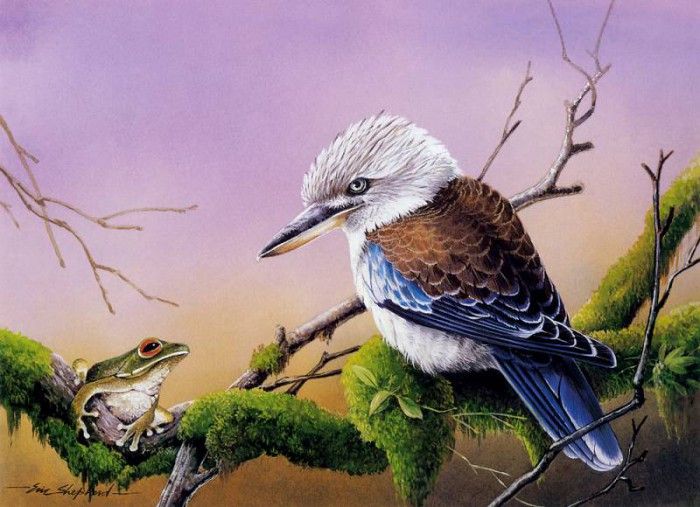 kb Shepherd Eric 04 Blue Winged Kookaburra. , 