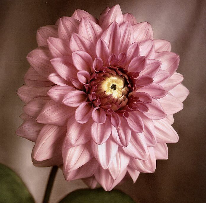 Tim Richter - Dahlia, De. , 