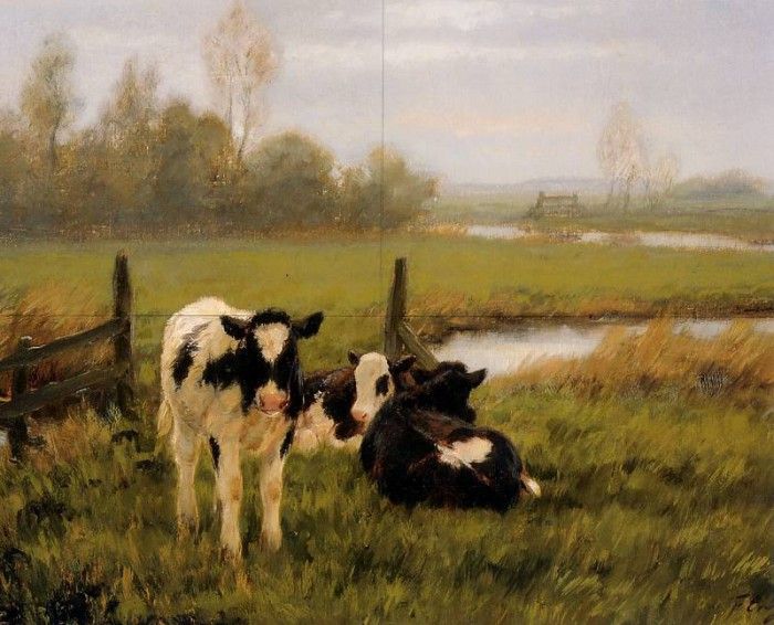 Engel Freek Young cattle Sun. Engel, 