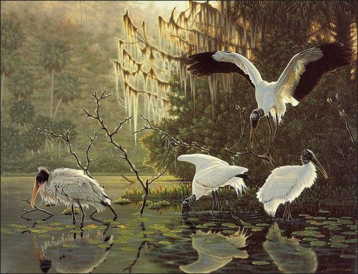 lrsSmithDee-StillWaters(woodstorks). , 