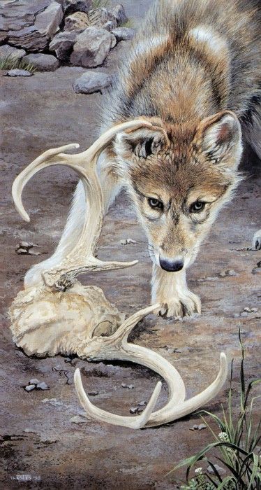 kb Estes Trudy-Puppy Love. , 