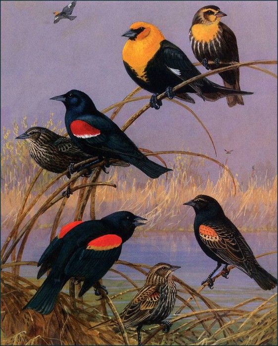 bs-na- Allan Brooks- Blackbirds And Orioles. , 