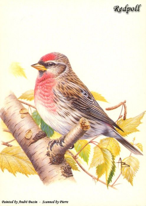 abs 11 redpoll. , 