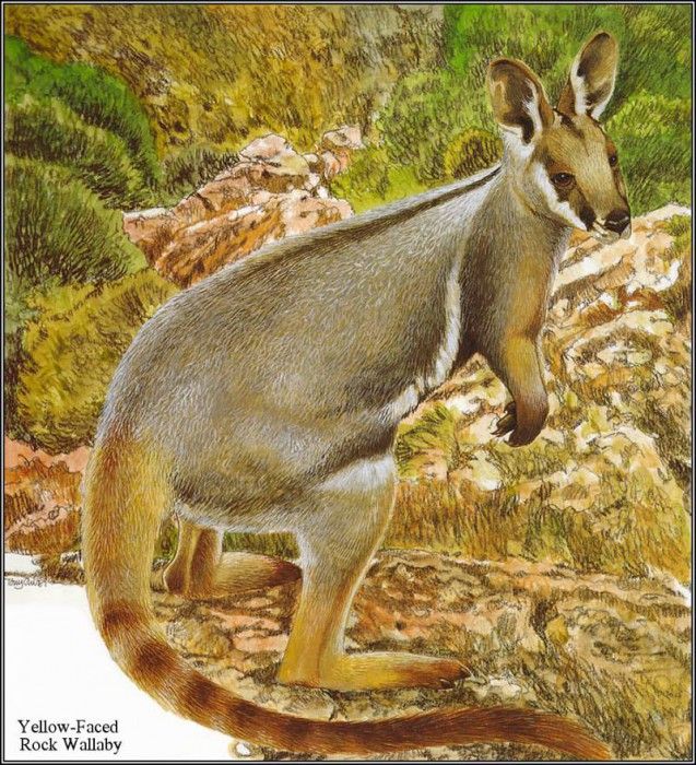 pa TonyOliver AustralianEndangeredWildlife 21. , 