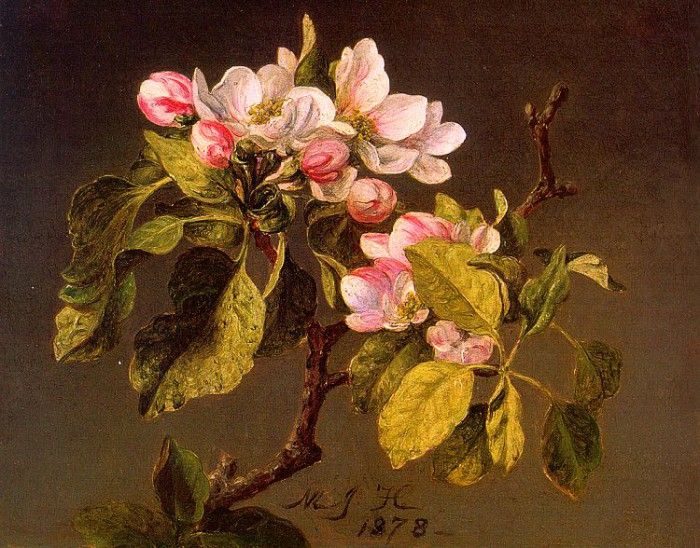 Apple Blossoms CGF. ,  