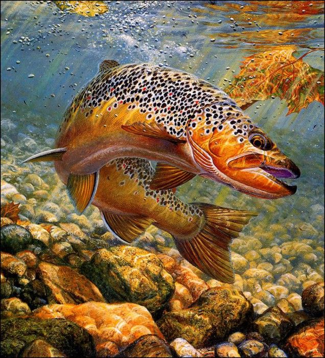 bs-na- Mark Sussino- Duped- Brown Trout. Sussino, 