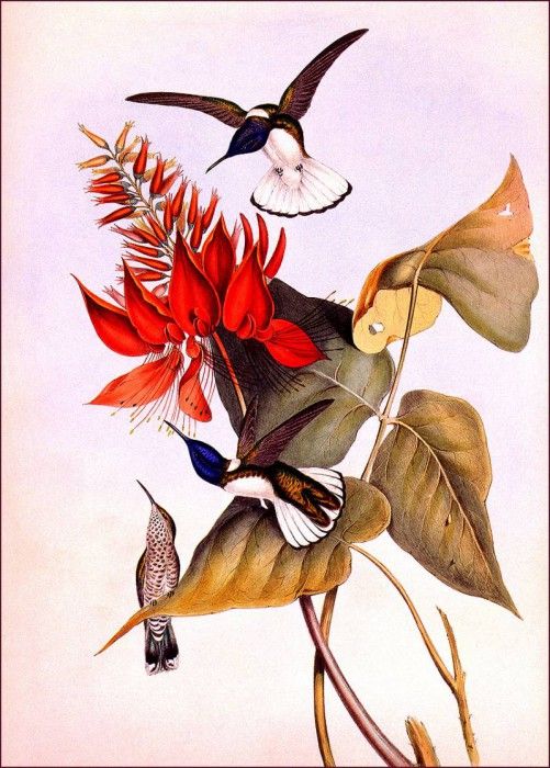 bs-na- H C Richter- Vervain( Little Humming- Bird). ������, HC