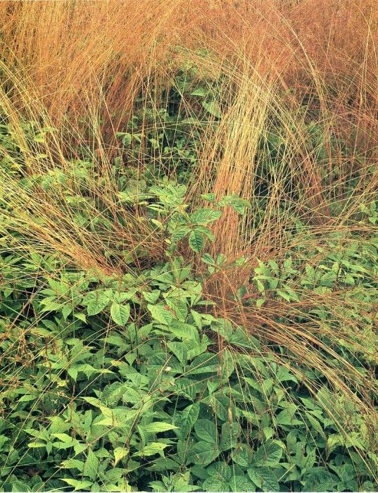 art 733. ������, �����