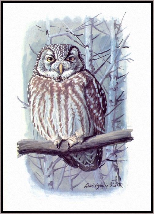 Fuertes-LouisAgassiz BorealOwl-sj. ,  F