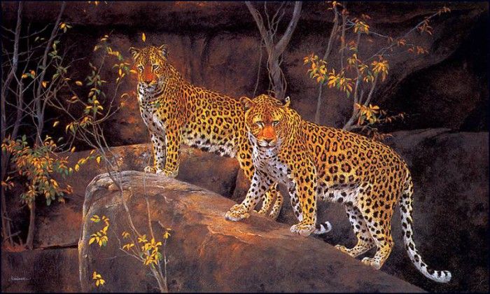 bs-na- Kim Donaldson- Leopard Rock. , 