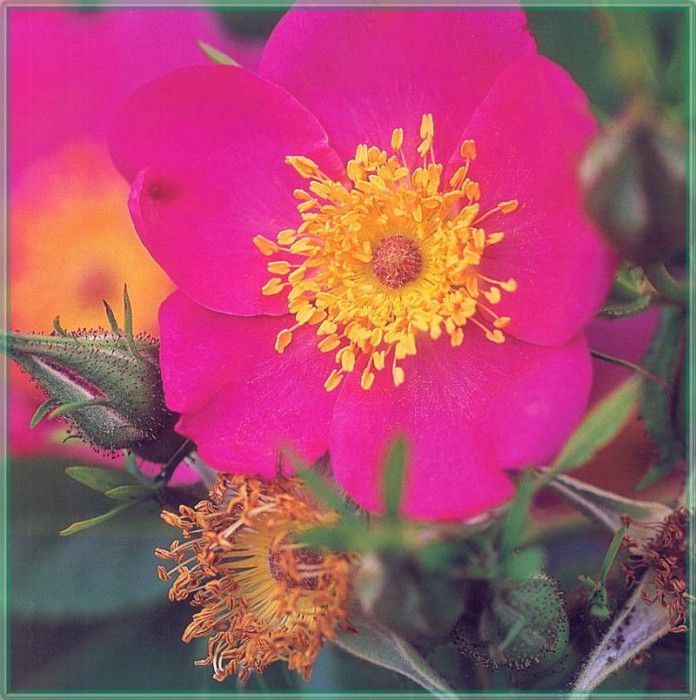 HeritageRoses Rosa Carolina-WeaISC. , Saxon