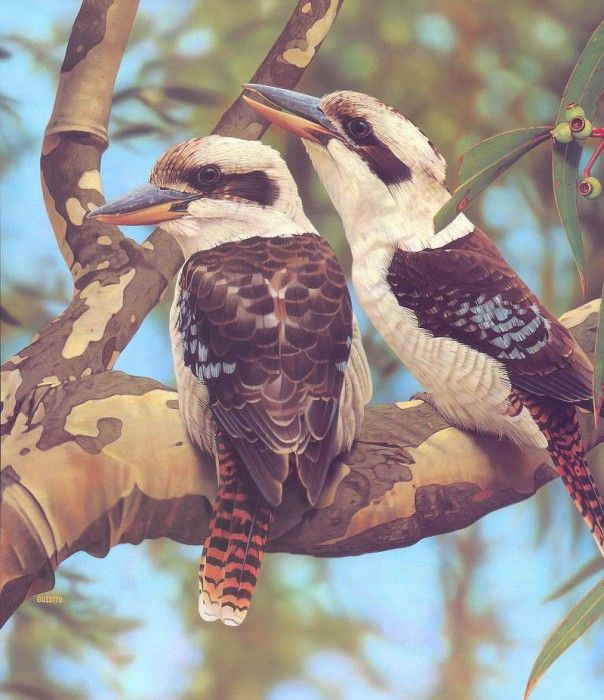 Oz AGls009 Ego Guiotto Laughing Kookaburra Painting. Guiotto, 