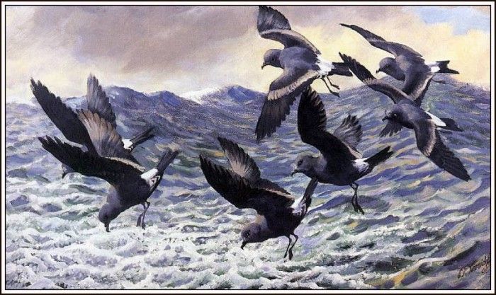 43653. Tunnicliffe, 