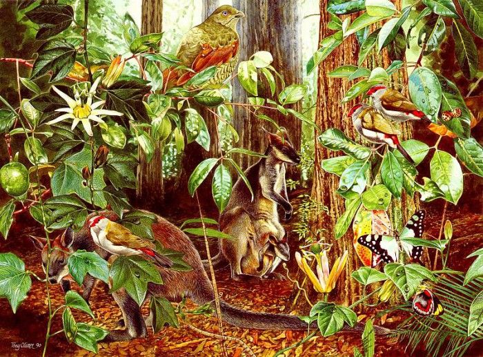 Oz AGls099 Tony Oliver Swamp Wallaby. , 