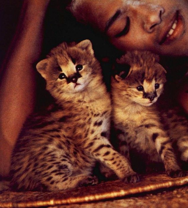 lrs Vavra Cheetah Cubs. , Cheetah