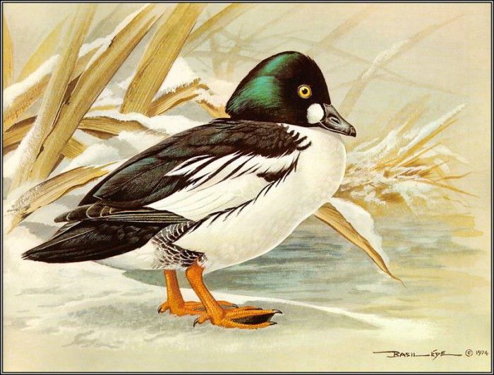 pa BasilEde 69 Goldeneye. , 