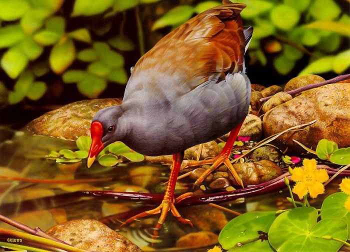 pa EgoGuiotto 11 DuskyMoorhen. Guiotto, 