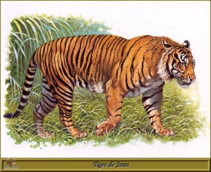 PO pfrd 041 Tigre de Java. Dallet, 
