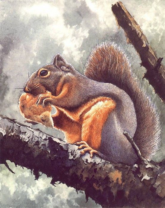 lrs Nice Claudia Douglas Squirrel. , 