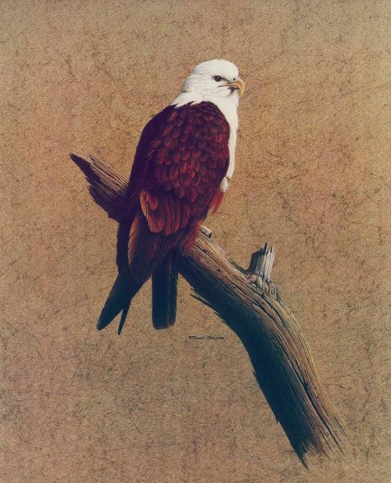 Oz AGls027 Rod Scott Brahminy Kite. , Rod