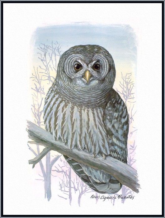 Fuertes-LouisAgassiz Barred-Owl-sj. ,  F