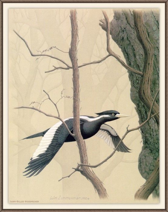 Sj WbZ 26 Ivory-billed Woodpecker 1. , 