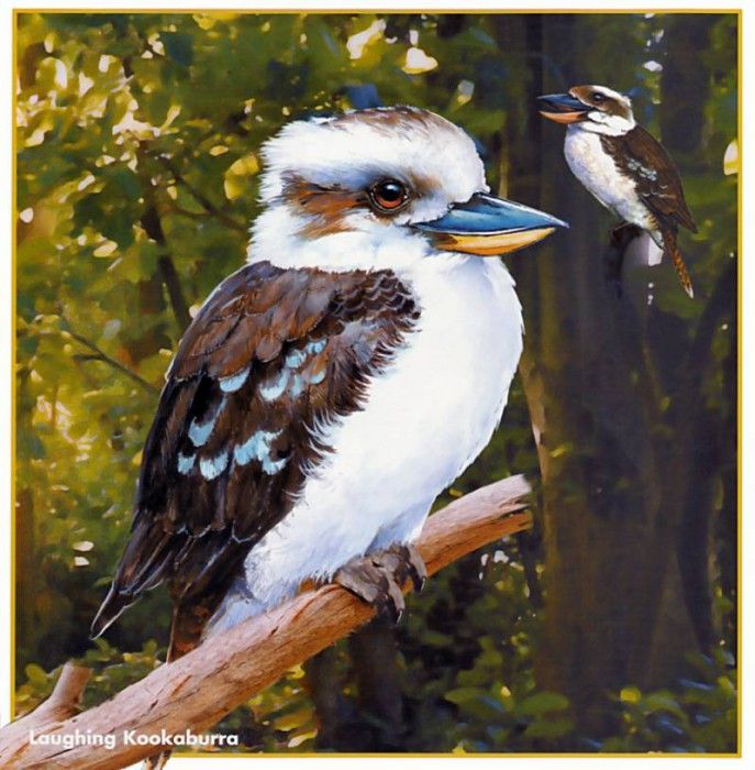 pa HartTrish 04 LaughingKookaburra. , 