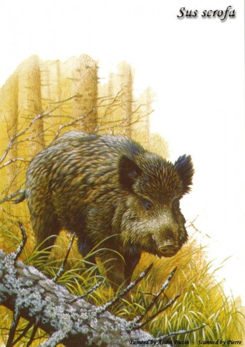 abs 18 sus scrofa. �����, �����