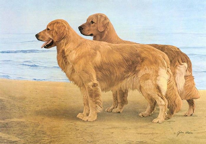 kb Weiss John-Goldens at the Shore. , 