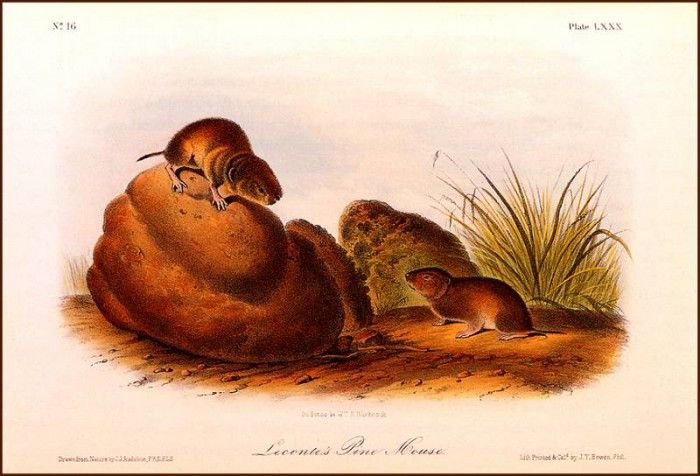 bs-na- Audubon- Le Contes Pine Mouse. Audubon, ���� ������