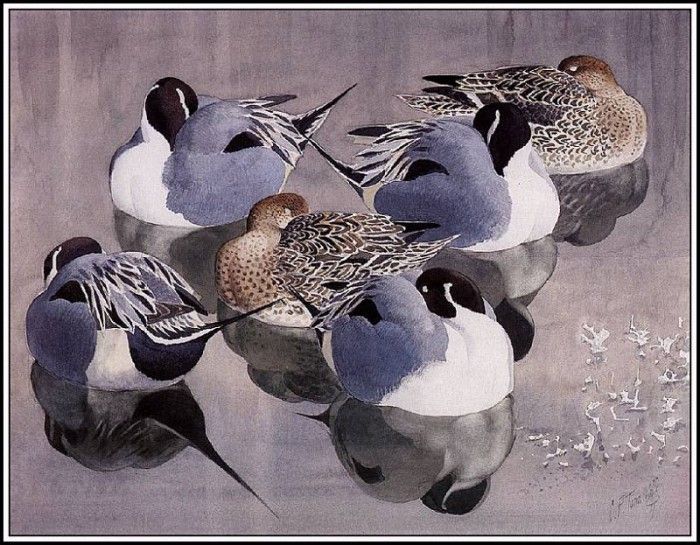 43638. Tunnicliffe, 