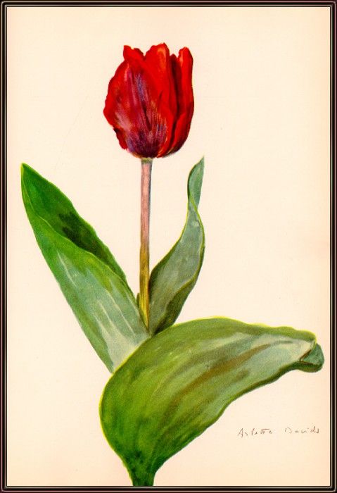 Davids CouleurCardinalTulip(EarlySingle)-sj. 