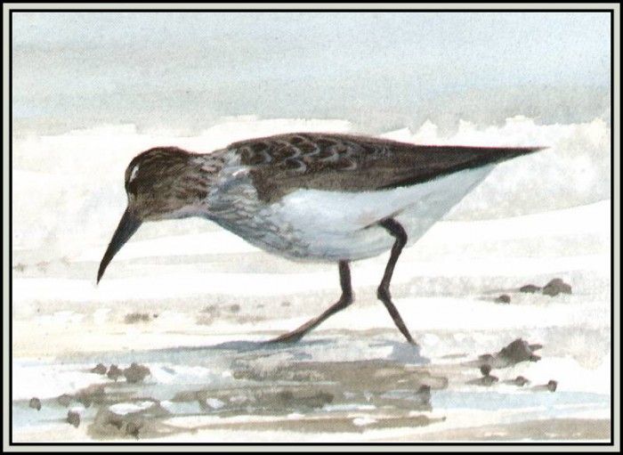 D50-AWE124-RB-Dunlin. Bansemer, 