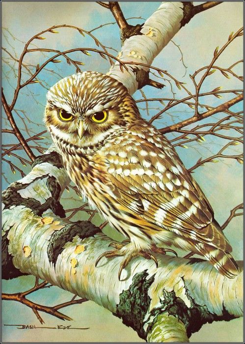 pa BasilEde 04 LittleOwl. , 