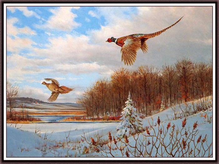 bs-na- Owen J Gromme- Back To Cover- Pheasants. Gromme,  J