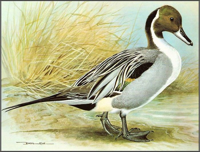 pa BasilEde 58 Pintail. , 