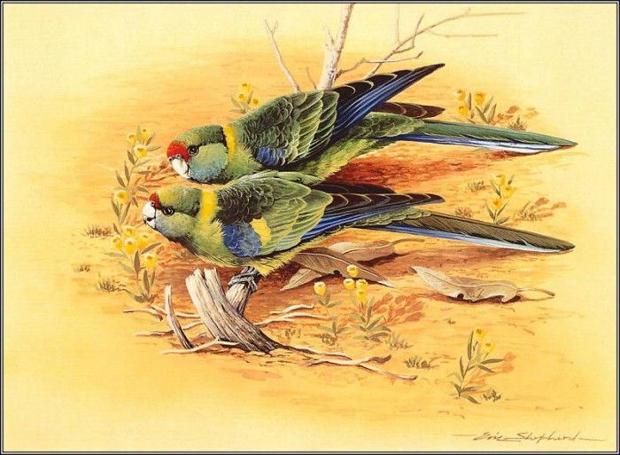 pa EricShepherd AP2004 08 MalleeRingneckParrots. , 