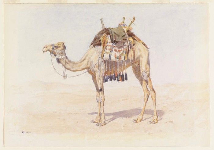 Female Riding Camel. , 