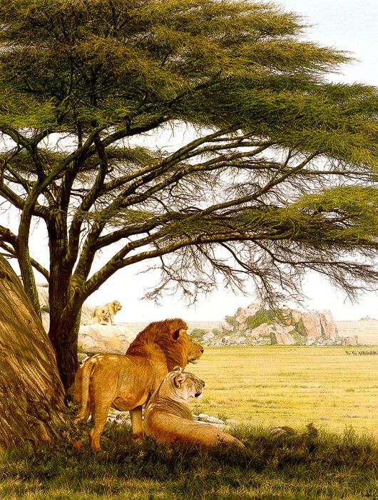 Ae 11 Serengeti Kopje Simon Combes sqs. , 