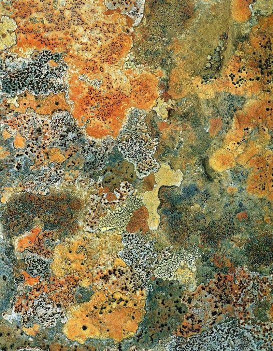 art 718. ������, �����