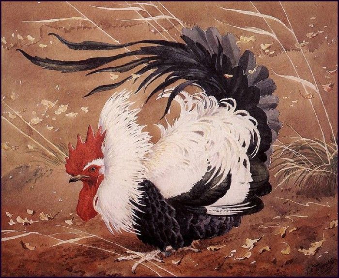 43605. Tunnicliffe, 