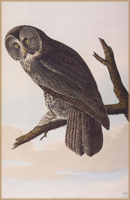 ma Audubon Great Generous Owl. Audubon,  