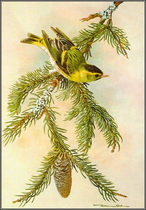 pa BasilEde 64 Siskin. , 