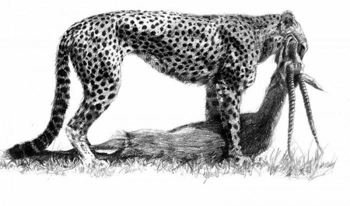 Ae 45 Cheetah with Thompsons Gazelle kill Simon Combes sqs. , 
