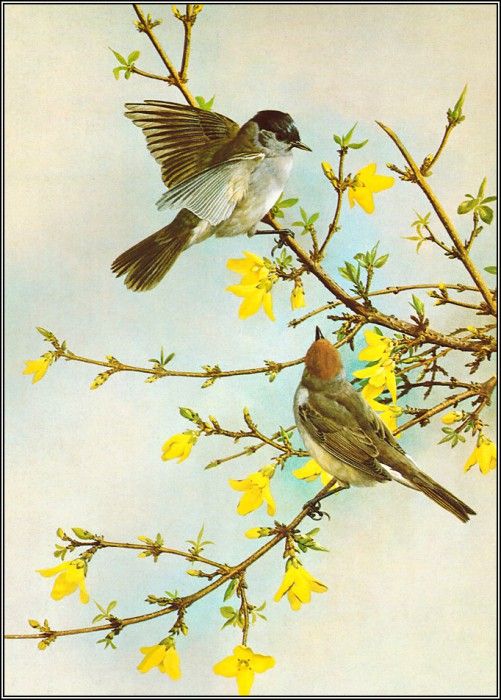 pa BasilEde 02 Blackcap. ���, �������