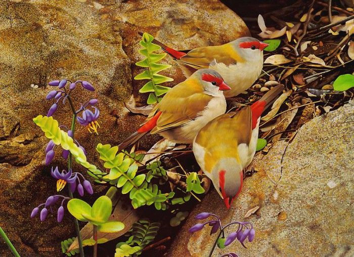 pa EgoGuiotto 10 Red BrowedFinch. Guiotto, 