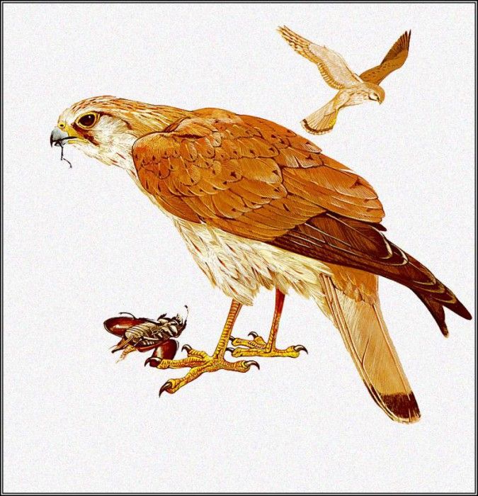 pa TonyOliver AustralianBirds 08 NankeenKestrel. , 