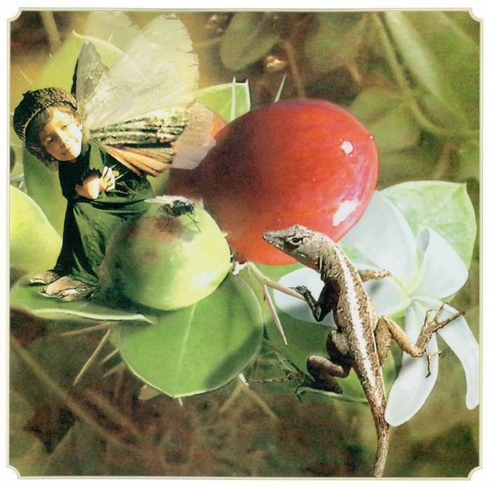 kb Cross Tom Win Natal Plum Fairy. �����, ���