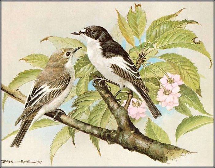 pa BasilEde 10 PiedFlycatcher. ���, �������