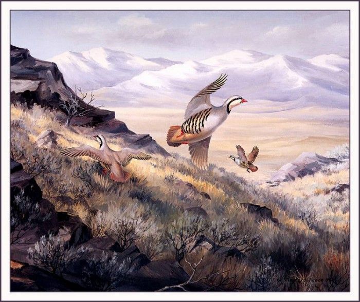 bs-na- Maynard Reece- Chukar Partridge. , 